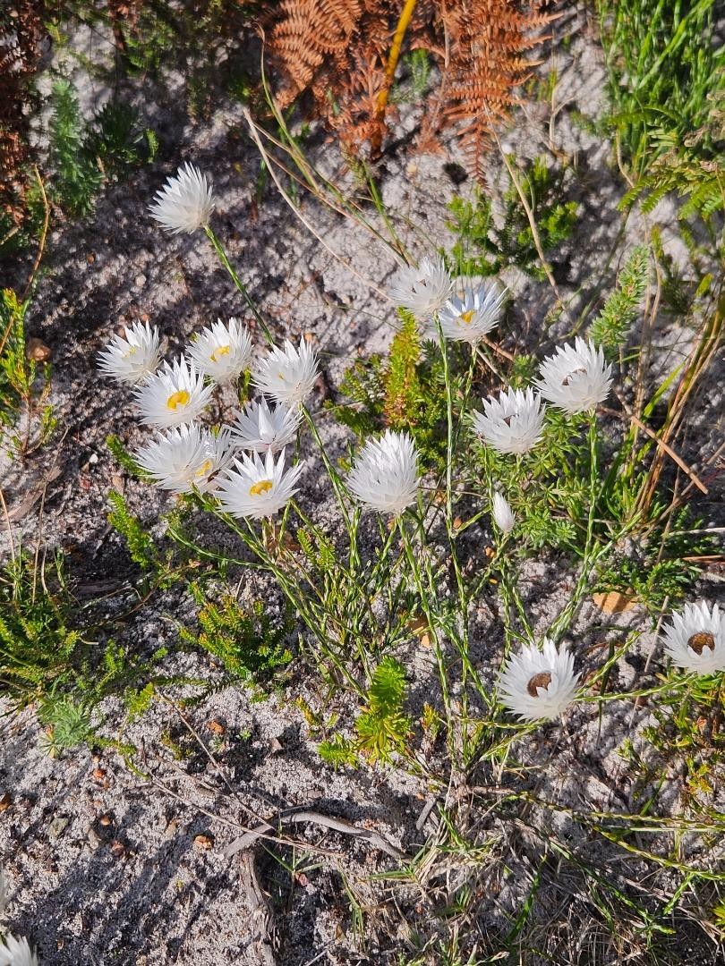 Commercial Property for Sale in Baardskeerdersbos Western Cape